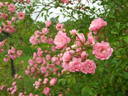 Beauty Fairy rose photo
