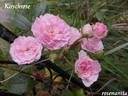 Kirschrose rose photo
