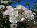 Beauté Orléanaise rose photo
