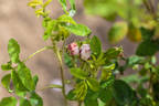 Asepala rose photo