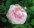 Sweet Beauty rose photo