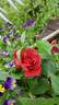 Orange Smoke rose photo