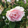 Prairie Youth rose photo