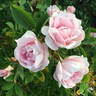 Prairie Youth rose photo