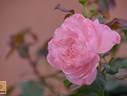 FKS-292 rose photo