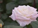 FKS-283 rose photo