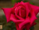 Rote Hiroshima rose photo