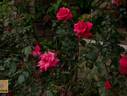 Rote Hiroshima rose photo