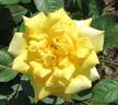 Tequila Gold rose photo