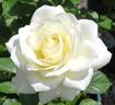 Moondance rose photo