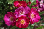 Sultry Sangria ™ rose photo