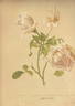 America rose photo
