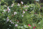 Rivers's Musk rose photo