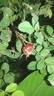 Ormiston Roy rose photo