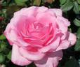 Sweet Surrender rose photo