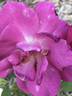 777ROS JULCHL-02 rose photo