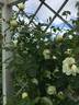 Schloss Seusslitz rose photo