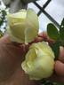 Schloss Seusslitz rose photo