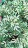 Rosa woodsii 'Kimberley' rose photo