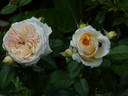 Chippendale Gold rose photo
