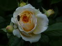 Chippendale Gold rose photo