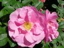 Jens Munk rose photo