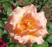 Antigua rose photo