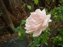 Madame Léon Constantin rose photo