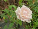 Madame Léon Constantin rose photo