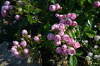 Madame François Graindorge rose photo