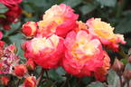 Firebird rose photo