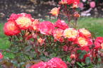 Firebird rose photo