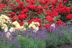 Brillant Korsar rose photo