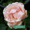 Benedictus XV rose photo