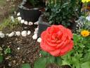 Träumerei rose photo