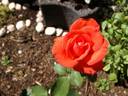 Träumerei rose photo