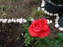 Träumerei rose photo