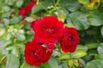 The 1812 Rose rose photo