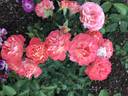 Coral Cove rose photo