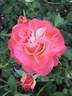 Coral Cove rose photo