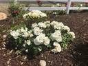Popcorn Drift rose photo