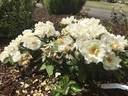 Popcorn Drift rose photo
