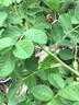 Seedling 13-X030 rose photo
