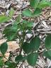 Seedling 13-X030 rose photo