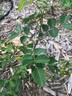 Seedling 13-X030 rose photo