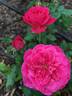 American Legacy rose photo