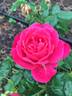 American Legacy rose photo