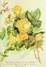 Virginia (tea, Dingee rose photo