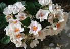 September Stars rose photo