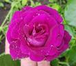 Audacieuse 21 rose photo